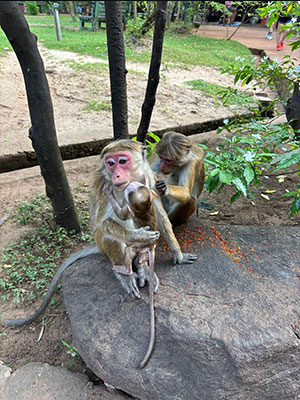 Lanka City Tours